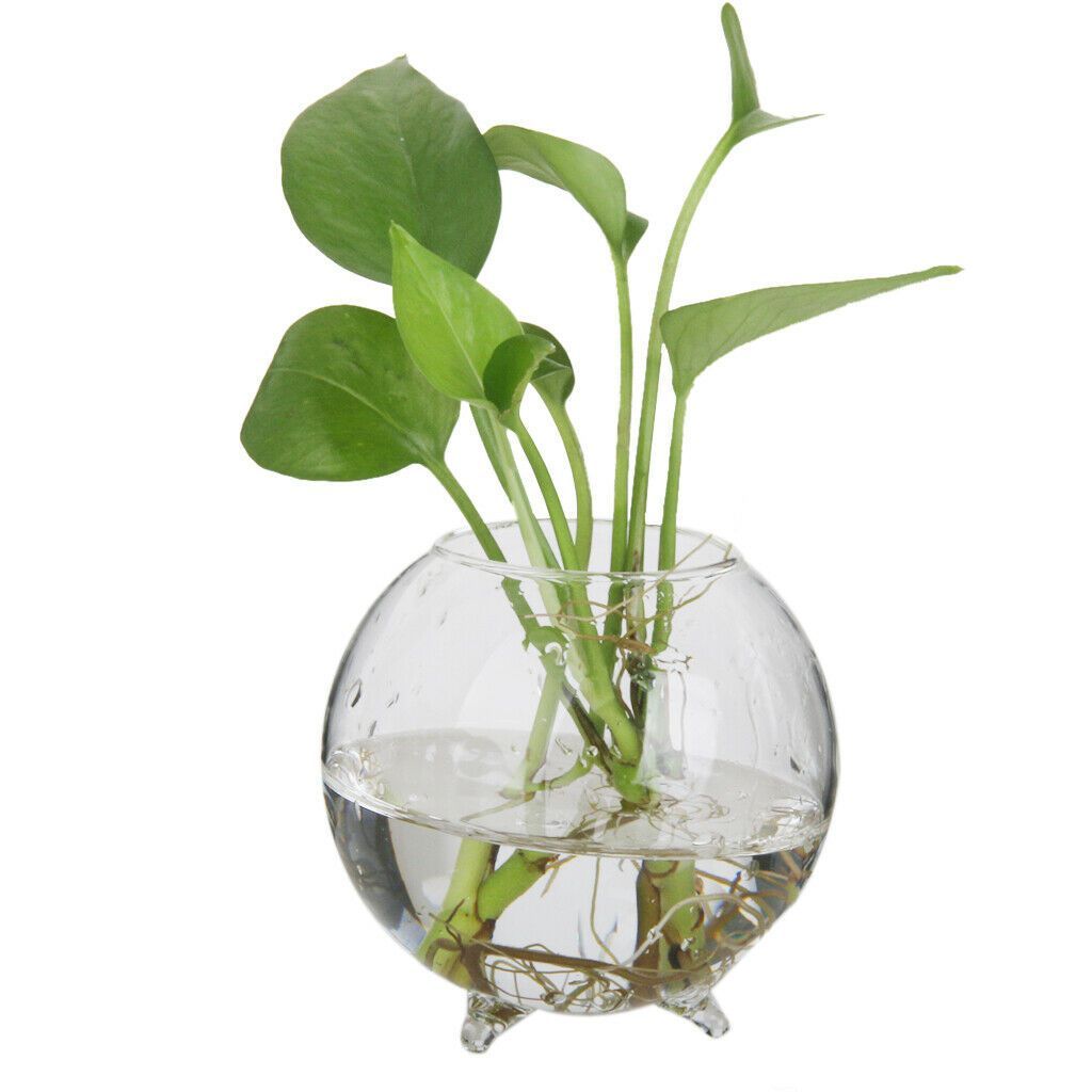 Wall Hanging Glass Terrariums Planter Oblate Flower Vase for Hydroponics Plants, Bathroom, Home Office Living Room Decor
